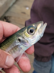 Trachurus symmetricus