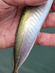 Trachurus symmetricus
