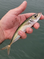 Trachurus symmetricus