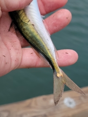 Trachurus symmetricus