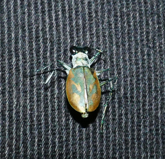 Eunota pamphila