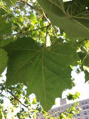 Platanus × hispanica