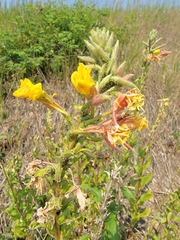 Oenothera rubricaulis