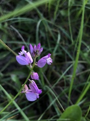 Polygala nicaeensis