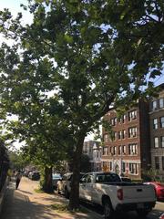 Platanus × hispanica