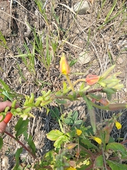 Oenothera rubricaulis