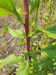 Oenothera rubricaulis