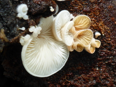Clitopilus hobsonii