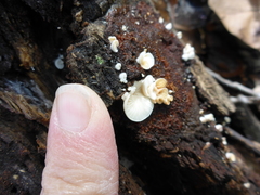 Clitopilus hobsonii