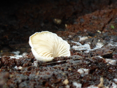 Clitopilus hobsonii