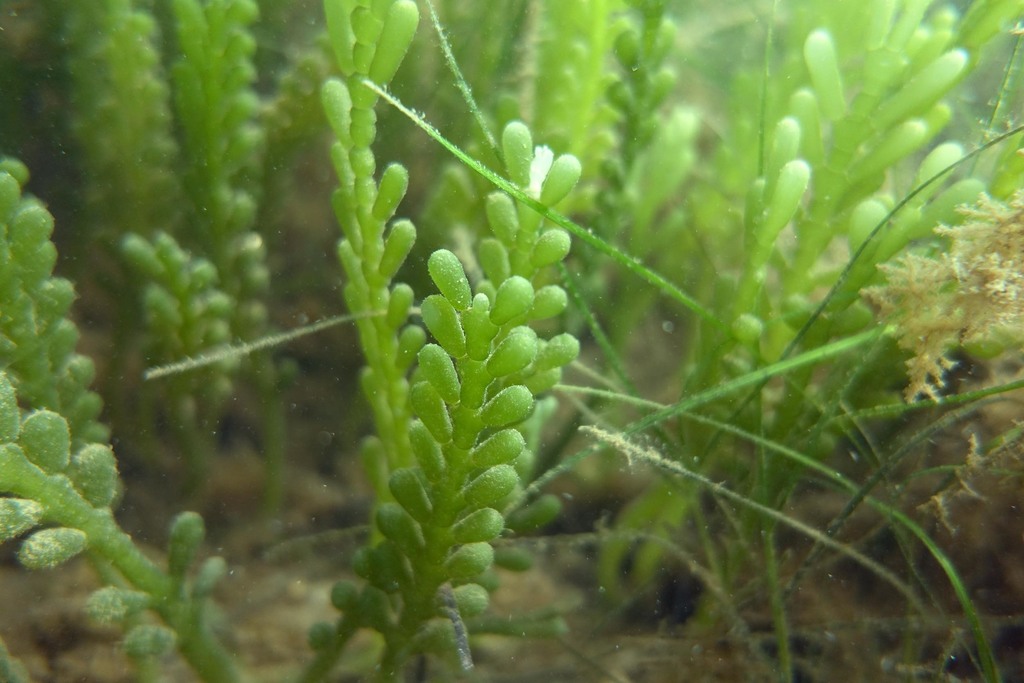 Cactus caulerpa