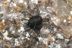 Nemastoma triste