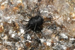 Nemastoma triste