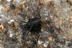Nemastoma triste