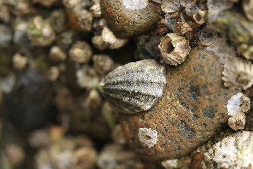 Fingered Limpet