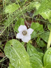 Cornus unalaschkensis