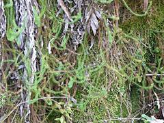 Lateristachys lateralis