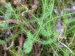 Lateristachys lateralis