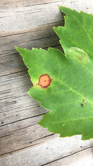 Acericecis ocellaris