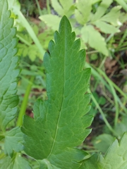 Pleurospermum austriacum