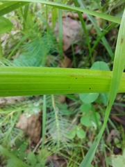 Pleurospermum austriacum