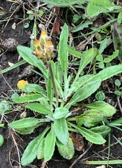Primula mistassinica