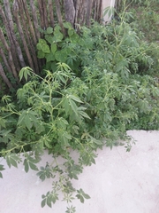 Tarenaya longicarpa