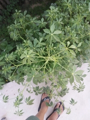 Tarenaya longicarpa