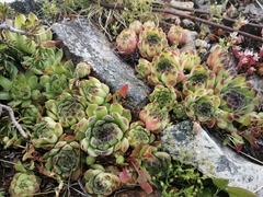 Sempervivum vicentei