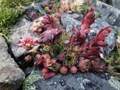 Sempervivum vicentei