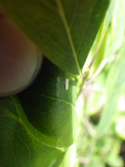 Psyllobora vigintimaculata