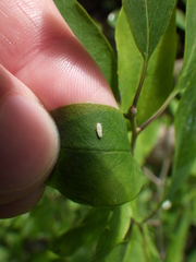 Psyllobora vigintimaculata