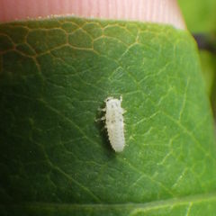 Psyllobora vigintimaculata