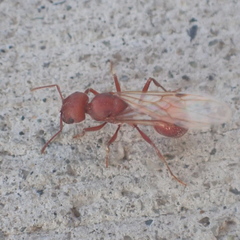 Pogonomyrmex occidentalis