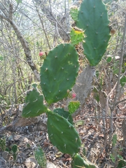 Opuntia hondurensis