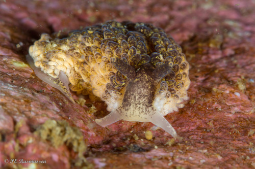 Shag-rug Nudibranch