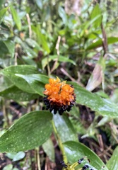 Elleanthus aurantiacus