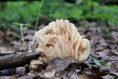 Sparassis spathulata