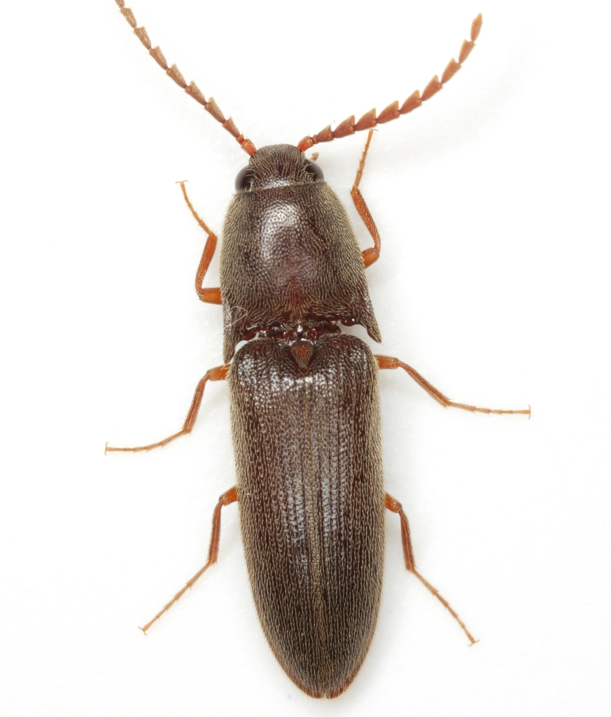 Megapenthes insignis