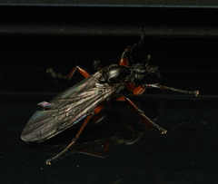 Bibio xanthopus
