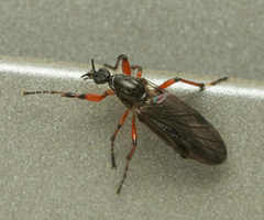 Bibio xanthopus