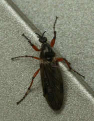 Bibio xanthopus