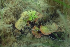 Sonderophycus capensis