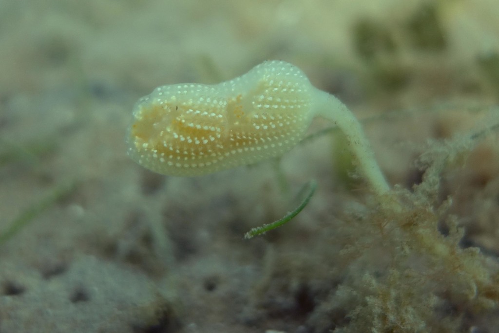Banksia Sea Squirt