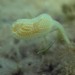 Sycozoa pulchra - Photo 由 Wayne Martin 所上傳的 (c) Wayne Martin，保留部份權利CC BY-NC