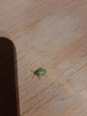 Elasmostethus interstinctus