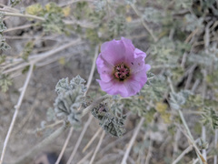 Sphaeralcea ambigua rosacea
