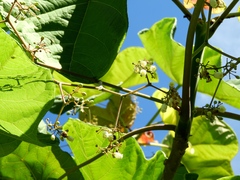 Jatropha peltata