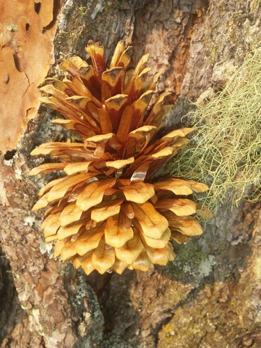 Image of Pinus maximinoi by (c) Olvin Wilfredo Oyuela, some rights reserved (CC BY-SA)
