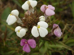 Triphysaria versicolor versicolor